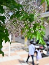 ［沖縄days］春風に揺れる薄紫の花　那覇市