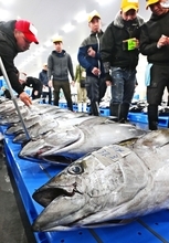 糸満「イマイユ市場」で新春恒例の初競り　威勢の良い掛け声響く　「ご祝儀値」でメバチマグロに1キロ2万8千円も