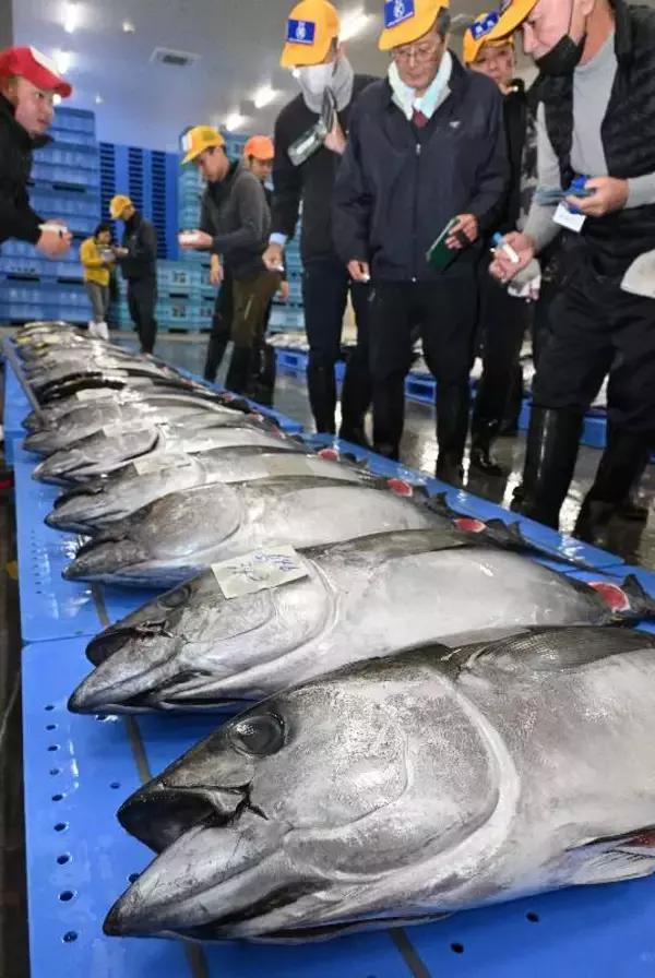 「糸満「イマイユ市場」で新春恒例の初競り　威勢の良い掛け声響く　「ご祝儀値」でメバチマグロに1キロ2万8千円も」の画像