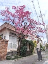 ［沖縄days］樹齢40年に「きれいだね」　那覇市壺屋