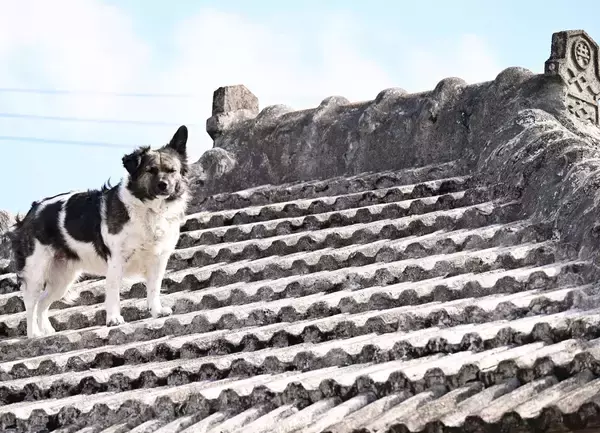 ［沖縄days］屋根の上で帰り待つ「シーサー犬」　沖縄・名護市