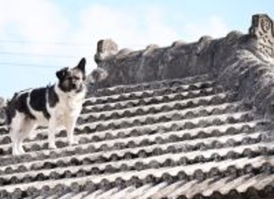［沖縄days］屋根の上で帰り待つ「シーサー犬」　沖縄・名護市