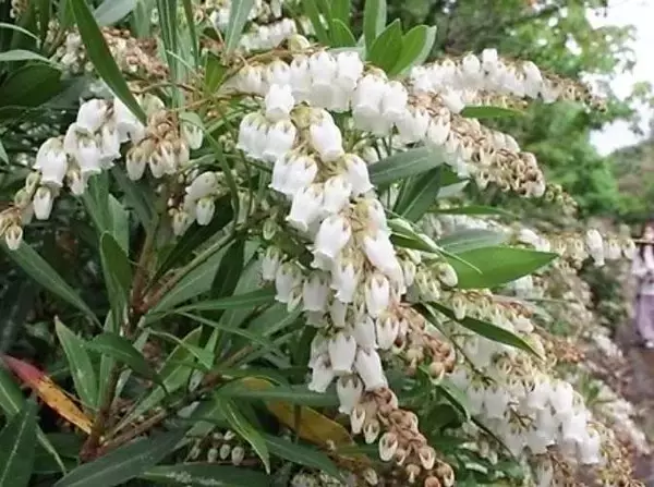 かわいらしい花ですが毒があります…　石垣市で鈴なりに開花　沖縄