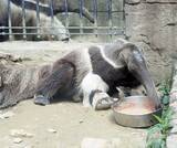 「沖縄こどもの国で人気のアリクイの「ウル」、神戸どうぶつ王国へ　「新しい環境でも愛されて」」の画像1