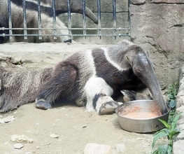 沖縄こどもの国で人気のアリクイの「ウル」、神戸どうぶつ王国へ　「新しい環境でも愛されて」