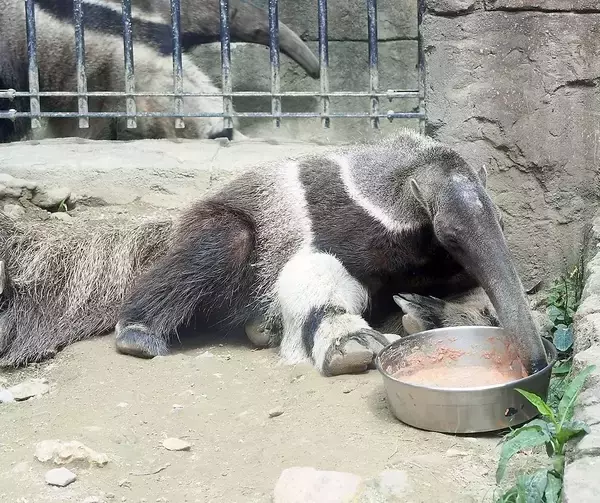 沖縄こどもの国で人気のアリクイの「ウル」、神戸どうぶつ王国へ　「新しい環境でも愛されて」
