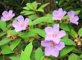 「初夏彩る花　紅紫色のノボタン開花　沖縄・石垣市の於茂登岳周辺で」の画像1