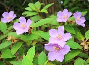 紅紫色のノボタン開花　石垣の於茂登岳周辺　