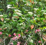 「枝先に白い小花　樹高2メートルのハクサンボク　沖縄・金武町の道沿い」の画像1