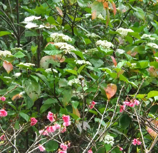 枝先に白い小花　樹高2メートルのハクサンボク　沖縄・金武町の道沿い