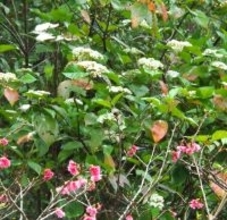 枝先に白い小さな花が集まる　樹高2メートルのハクサンボク　沖縄・金武町の道沿い