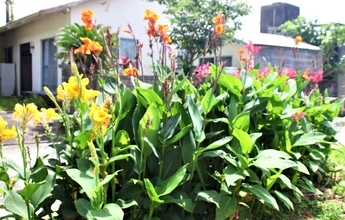 赤や黄色など多彩な彩り　夏の日差しに映えるカンナが開花　　沖縄・国頭村奥間