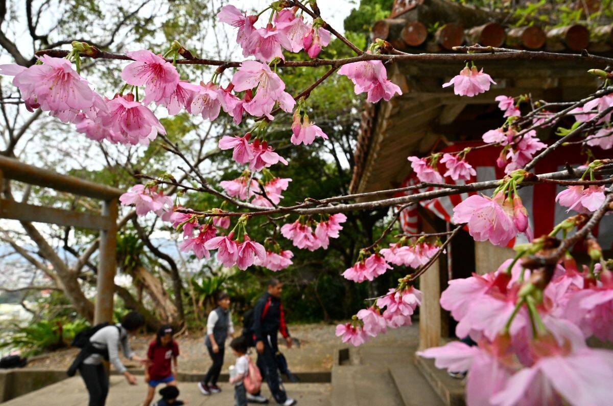 ようやく咲いた！ 沖縄・大東島の桜、なぜ平年より41日も遅れたのか