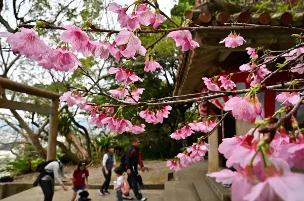 「ようやく咲いた！ 沖縄・大東島の桜、なぜ平年より41日も遅れたのか」の画像