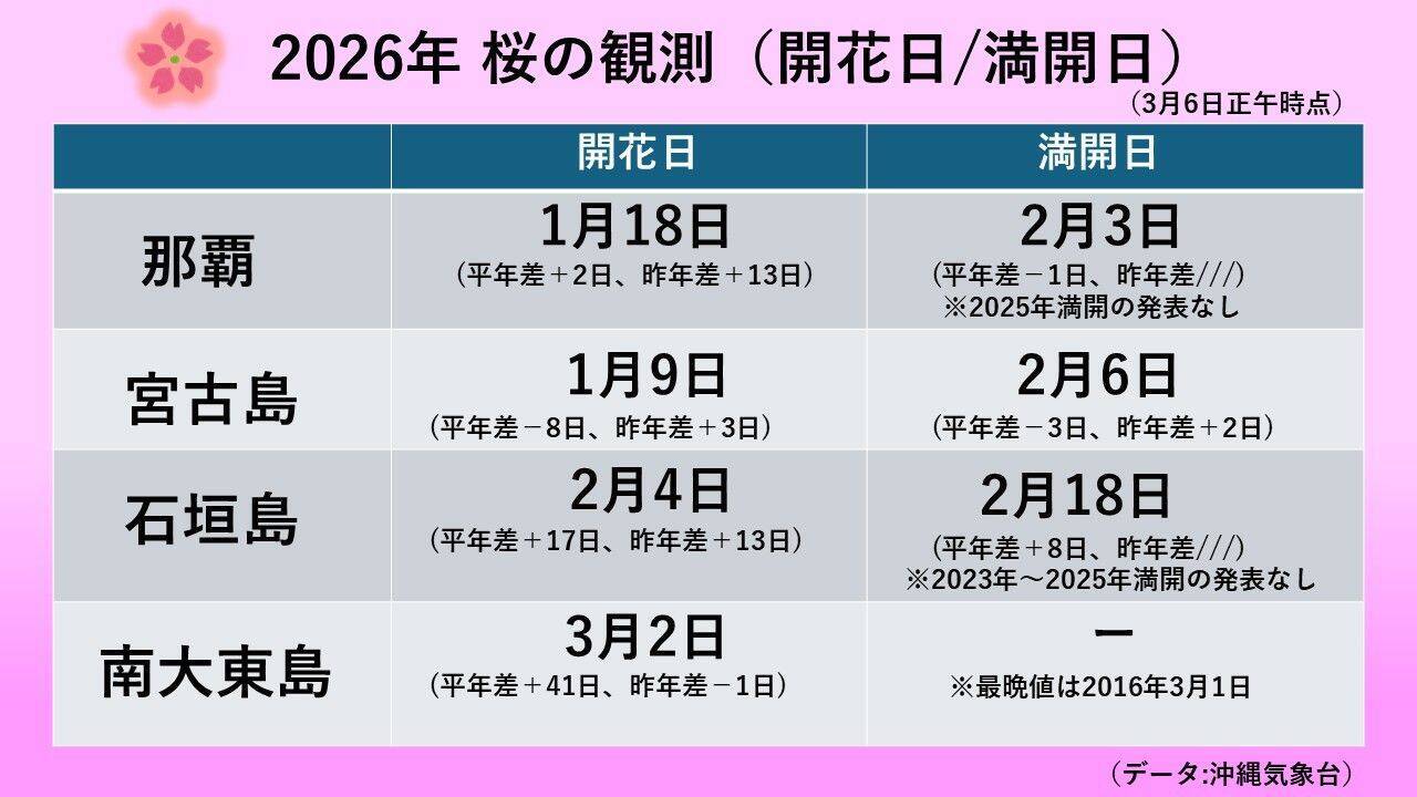 ようやく咲いた！ 沖縄・大東島の桜、なぜ平年より41日も遅れたのか