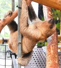 「名前は“もずく”よろしくね」　名護市のネオパークにナマケモノ赤ちゃん誕生