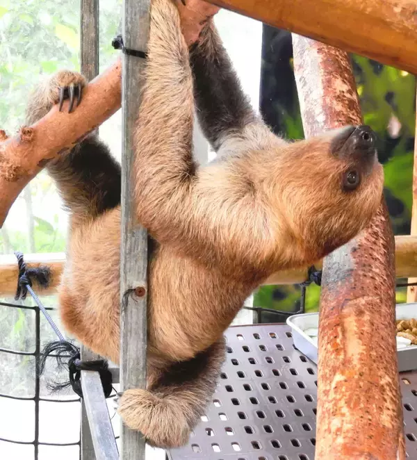 「名前は“もずく”よろしくね」　名護市のネオパークにナマケモノ赤ちゃん誕生