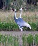 「「年明けにうれしい出会い」　希少なマナヅル、沖縄・石垣市に飛来　白と灰の美しい姿」の画像1