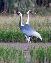 「年明けにうれしい出会い」　希少なマナヅル、沖縄・石垣市に飛来　白と灰の美しい姿