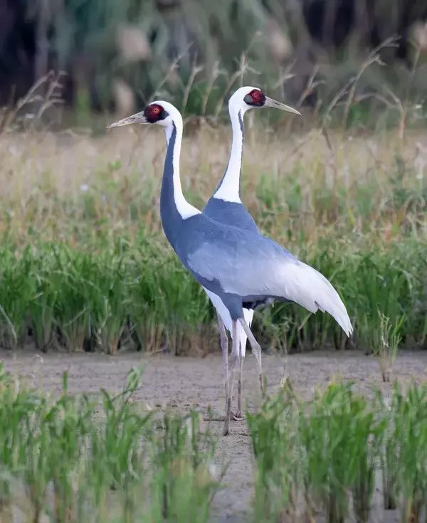 「年明けにうれしい出会い」　希少なマナヅル、沖縄・石垣市に飛来　白と灰の美しい姿