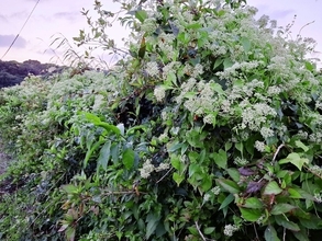 侵略的外来種が沖縄・恩納村で開花　強い繁殖力、畑を囲う木を覆う　生態系に重大な被害も