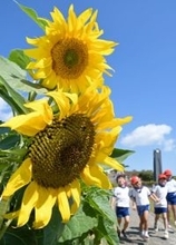復興願いヒマワリ咲く　福島と沖縄つなぐ花畑　摩文仁の平和祈念公園で開園式、3月31日まで