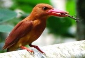 「キロロロロロ」と独特の鳴き声　渡り鳥アカショウビンが飛来　沖縄・石垣市