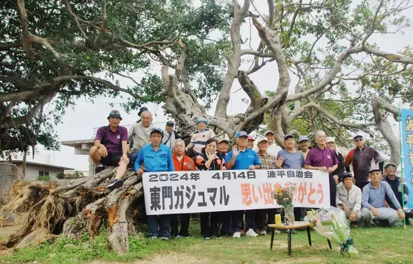 樹齢300年「東門ガジュマル」との別れを惜しむ　読谷村波平　住民ら「思い出ありがとう」