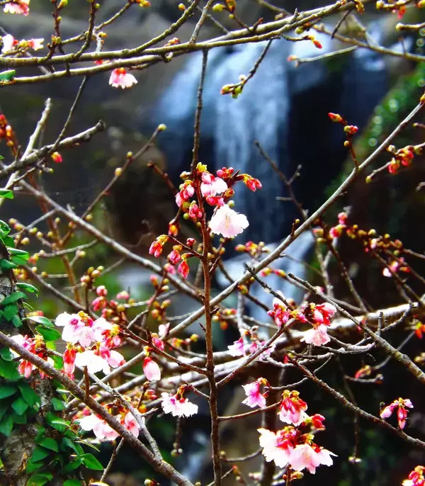 サクラ越しに見えるのは…幻想的な風景にうっとり　沖縄・名護市の轟の滝公園