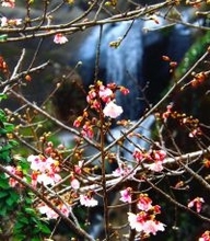 サクラ越しに見えるのは…幻想的な風景にうっとり　沖縄・名護市の轟の滝公園