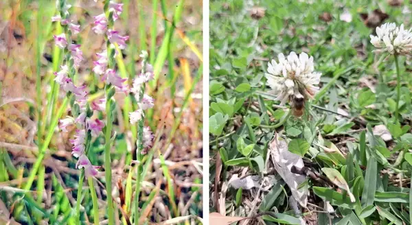 らせん状の小さな花　ナンゴクネジバナとシロツメクサ、名護市羽地ダムで開花