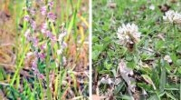 らせん状の小さな花　ナンゴクネジバナとシロツメクサ、名護市羽地ダムで開花