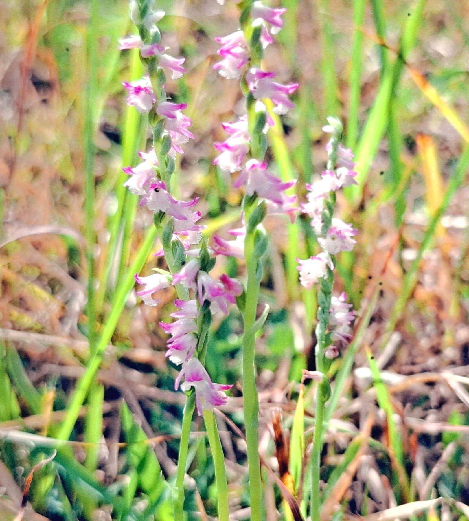 らせん状の小さな花　ナンゴクネジバナとシロツメクサ、名護市羽地ダムで開花