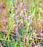 「らせん状の小さな花　ナンゴクネジバナとシロツメクサ、名護市羽地ダムで開花」の画像2
