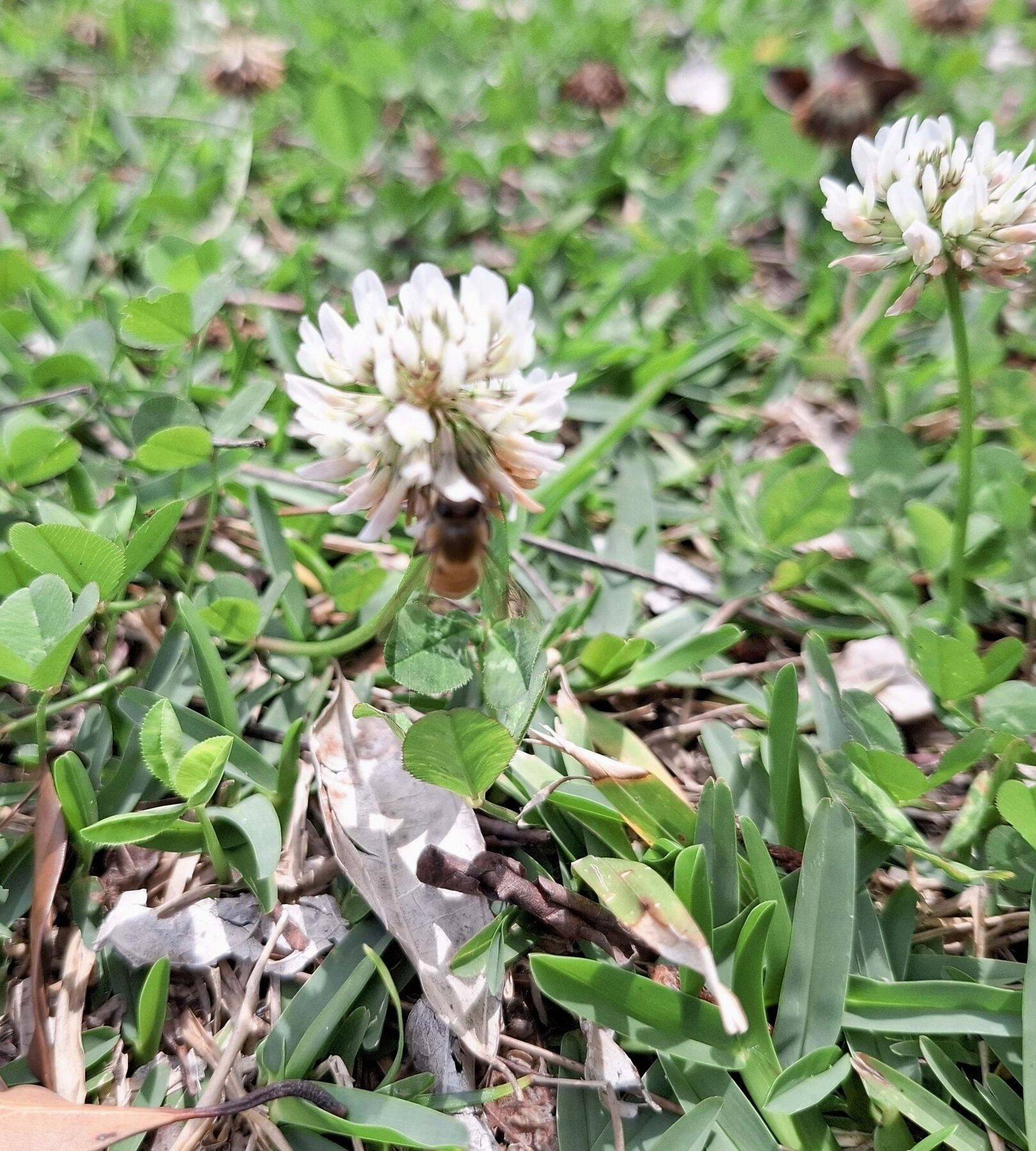 らせん状の小さな花　ナンゴクネジバナとシロツメクサ、名護市羽地ダムで開花