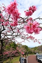 日本一早い桜祭りが開幕　沖縄・本部町の八重岳　町長「美しい自然を堪能して」