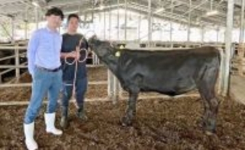 高い肉質で「ゲノムモンスター」と呼ばれる種雄牛の妹「せいか」　子牛のセリで458万円　沖縄・今帰仁市場で歴代2位　
