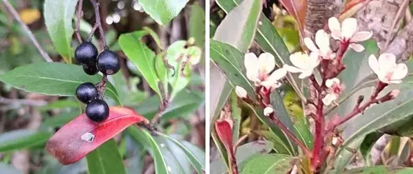 白い花と黒い実が共演　珍しいオキナワシャリンバイを確認　沖縄・名護市の天仁屋