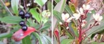白い花と黒い実が共演　珍しいオキナワシャリンバイを確認　沖縄・名護市の天仁屋