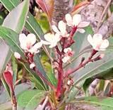 「白い花と黒い実が共演　珍しいオキナワシャリンバイを確認　沖縄・名護市の天仁屋」の画像3