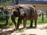 「ゾウが飼育員を鼻と脚で押さえつけ、肋骨折る重傷　沖縄こどもの国　採血中に事故」の画像1
