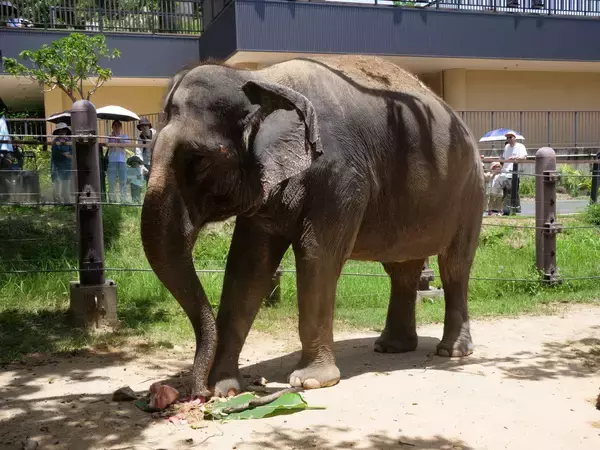 ゾウが飼育員を鼻と脚で押さえつけ、肋骨折る重傷　沖縄こどもの国　採血中に事故