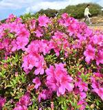 「5万本のツツジ鮮やかに　名所の沖縄・東村で祭り開幕　今は2分咲き、見頃はいつ？」の画像1