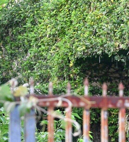 「肝試し」で空き家に入ると…１億円!?　少年ら十数人が持ち出す　沖縄県警が任意聴取【写真あり】