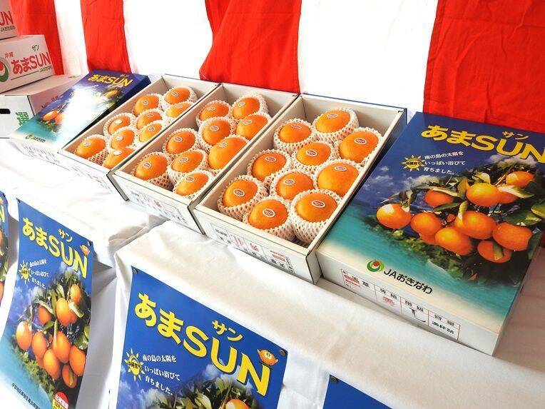 「とっても甘い」保育園児ら笑顔　糖度12度の沖縄産ブランドみかん「あまSUN」が旬入り宣言　出荷予定量は前年の3倍超