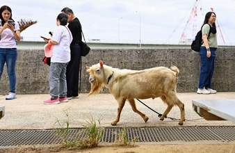 ［沖縄days］犬と思いきや…　那覇市・波の上ビーチ