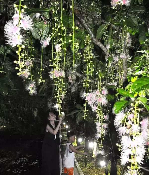 「めちゃ映えるし！」　夜を彩る幻想的なサガリバナが見頃に　宮古島市の添道群生地がライトアップ