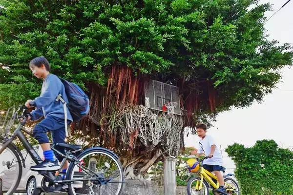 ［沖縄days］大きなガジュマルに3Pシュート！　糸満市真栄里