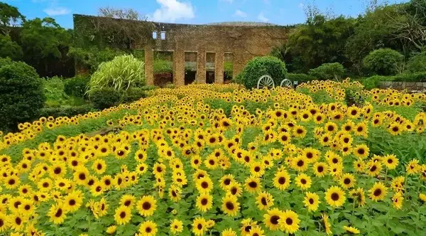ＧＷに見頃のヒマワリ絶景　美ら海水族館でも生演奏　沖縄・本部の海洋博公園【ＧＷ②】