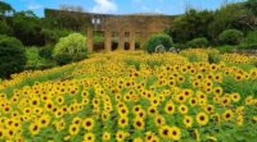 ＧＷに見頃のヒマワリ絶景　美ら海水族館でも生演奏　沖縄・本部の海洋博公園【ＧＷ②】